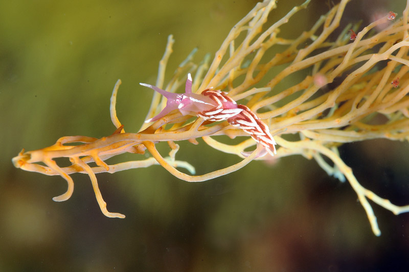 Nudibranco da determinare